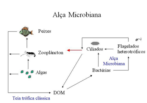 Alça Microbiana